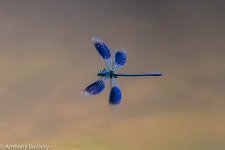 banded Demoiselle -9359.jpg