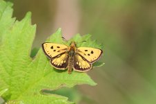 Northern Chequered Skipper lt 3.jpg