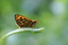 Northern Chequered Skipper lt 5.jpg