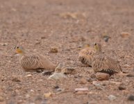 Crowned Sandgrouse_Yasmina_200417a.jpg