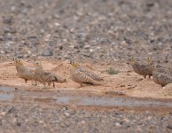 Crowned Sandgrouse_Yasmina_200417b.jpg