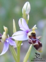 170610 Ophrys picta.jpg