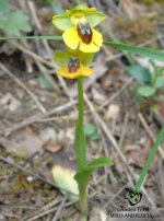 170610 Ophrys Lutea.jpg