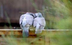 Wood Pigeons take 2.jpg