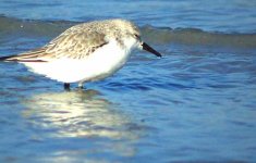 sanderling.jpg