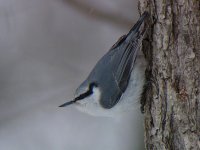 nuthatch1.jpg