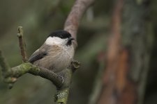 willowtit171106_8758-01.jpg