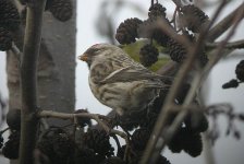 MealyRedpoll_29_1_06_2.JPG