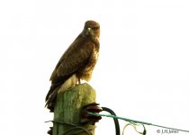 buzzard-158-f30.jpg