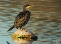 cormorant-0472.jpg