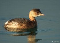 little-grebe-0394-f30.jpg