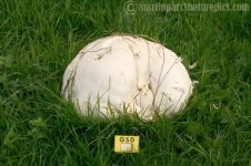 061024 Giant puffball.jpg