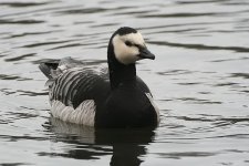 barnaclegoose190106b.jpg