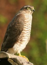 Sparrowhawk 016_edited-copy.jpg