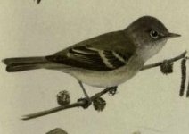 alder flycatcher.jpg