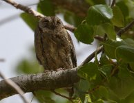 Scops Owl_Dayet Aoua_210417a.jpg