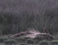 African Marsh Owl_Merja Zerga_220417a.jpg