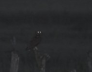 African Marsh Owl_Merja Zerga_220417b.jpg