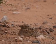 Egyptian Nightjar_Yasmina_200417a.jpg