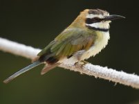 White throated Bee Eater_Dakhla_110417a.jpg