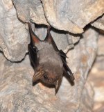 Tunnel_Creek_Bat1.jpg