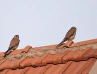 Lesser Kestrel_Azrou_210417a.jpg