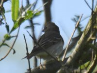 Common Rosefinch_Nigg Bay_270517a.jpg