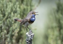 Bluethroat Jun 17_012.jpg