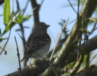 Common Rosefinch_Nigg Bay_270517b.jpg