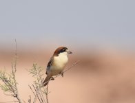 Woodchat Shrike_Gleb Jdiane_140417a.jpg