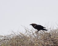 Brown Necked Raven_Aousserd Road_130417a.jpg