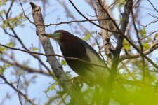 Chinese Pond Heron.jpg