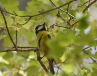 African Blue Tit_Azrou_210417a.jpg