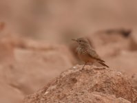 Desert Lark_Imider_180417a.jpg