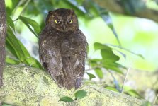 lanyu scops owl.JPG