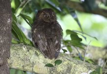 layu scops owl 2.JPG