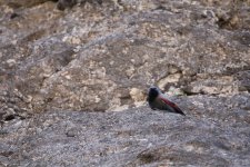 wallcreeper 3.JPG