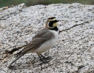 Atlas Horned Lark_Oukaimden_160417a.jpg