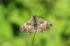 Tufted Marbled Skipper lt 1.jpg