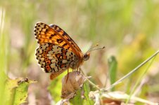 Glanville Fritillary lt 2.jpg