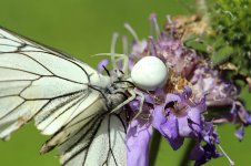 Crab Spider lt 1.jpg