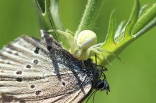 Crab Spider & Alcon Blue lt 1.jpg