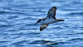 Great shearwater gliding (1024x576).jpg