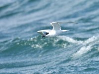 Sandwich tern_00028 (1024x768).jpg