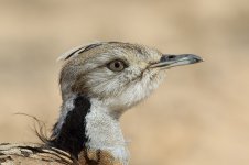 Macqueen's Bustard.JPG