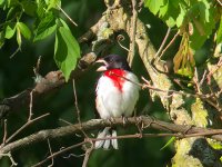 rosebreastergrossbeak.jpg