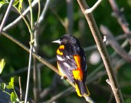 baltimoreoriole.jpg