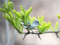 bluegraygnatcatcher.jpg