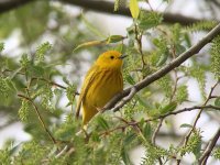 Yellowwarbler.jpg