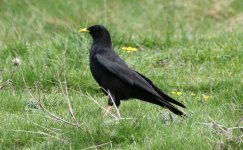 Alpine Chough.JPG